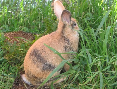 A brindle Swedish Hare