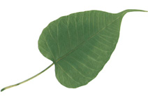The Plaksha (Ficus religiosa) leafe