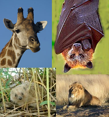 Individuals of all species of mammals grow old
