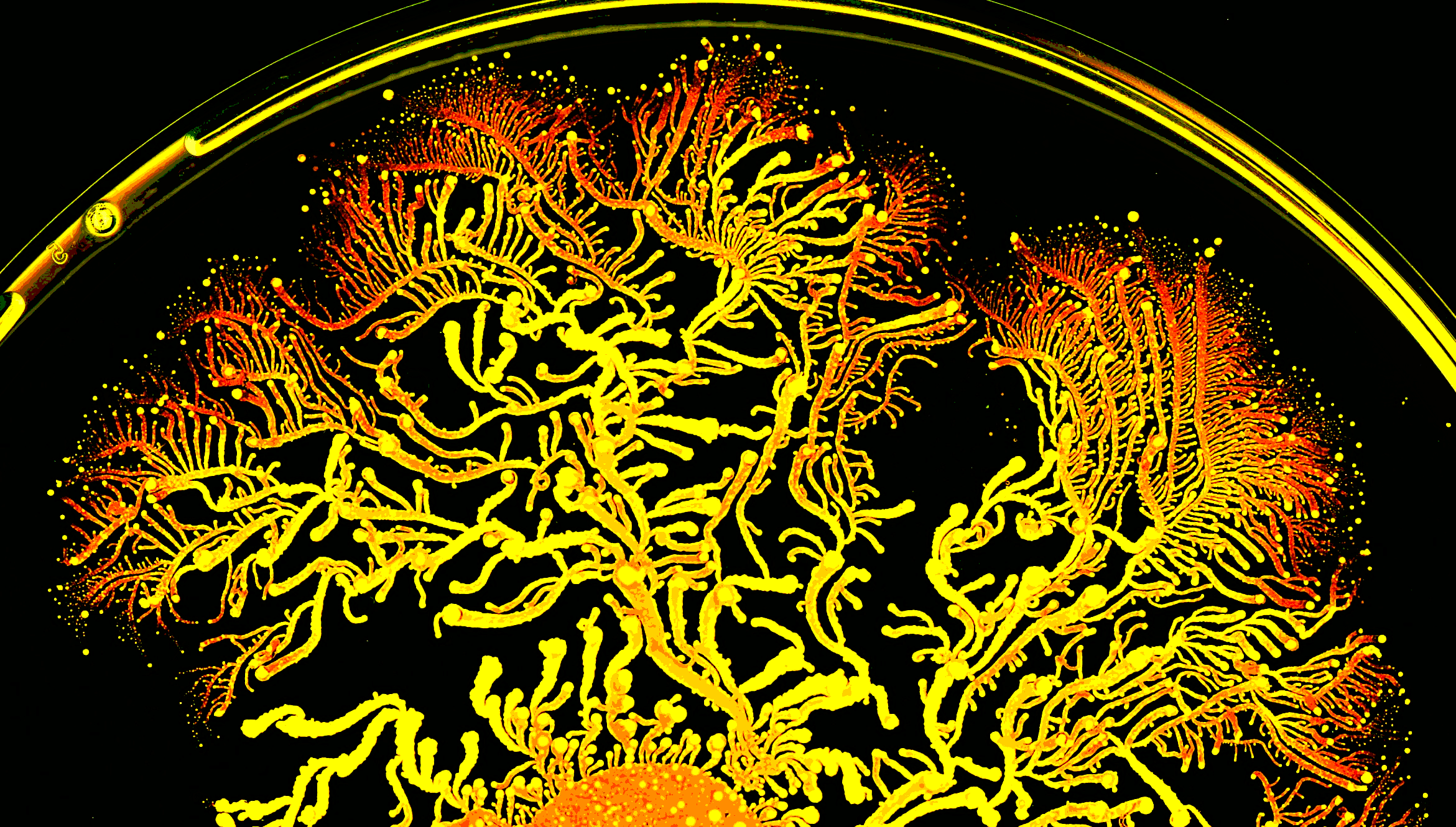 Figure 1: Colony of Paenibacillus vortex bacteria. Example of an elaborate colony (the picture shows part of the colony to better see the detailed structure), that P. vortex can form, when grown for a few days in a Petri dish under laboratory-imposed stresses that mimic hostile environments. While the colors and shading are artistic additions, the image structure is part of an 8cm diameter colony of tens of billions of these microorganisms create. The bright dots are dense groups of bacteria, termed vortices, which swarm collectively around a common center to better pave the way on hard surfaces and protect themselves from hazards.