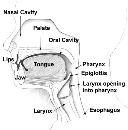 Organs of Articulation
