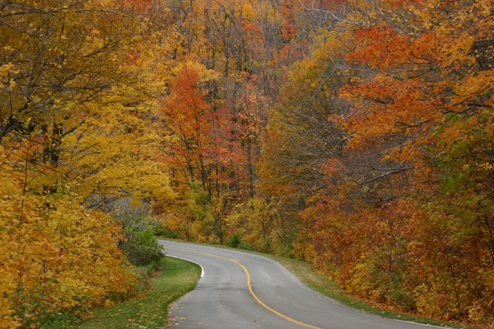 A road through the park