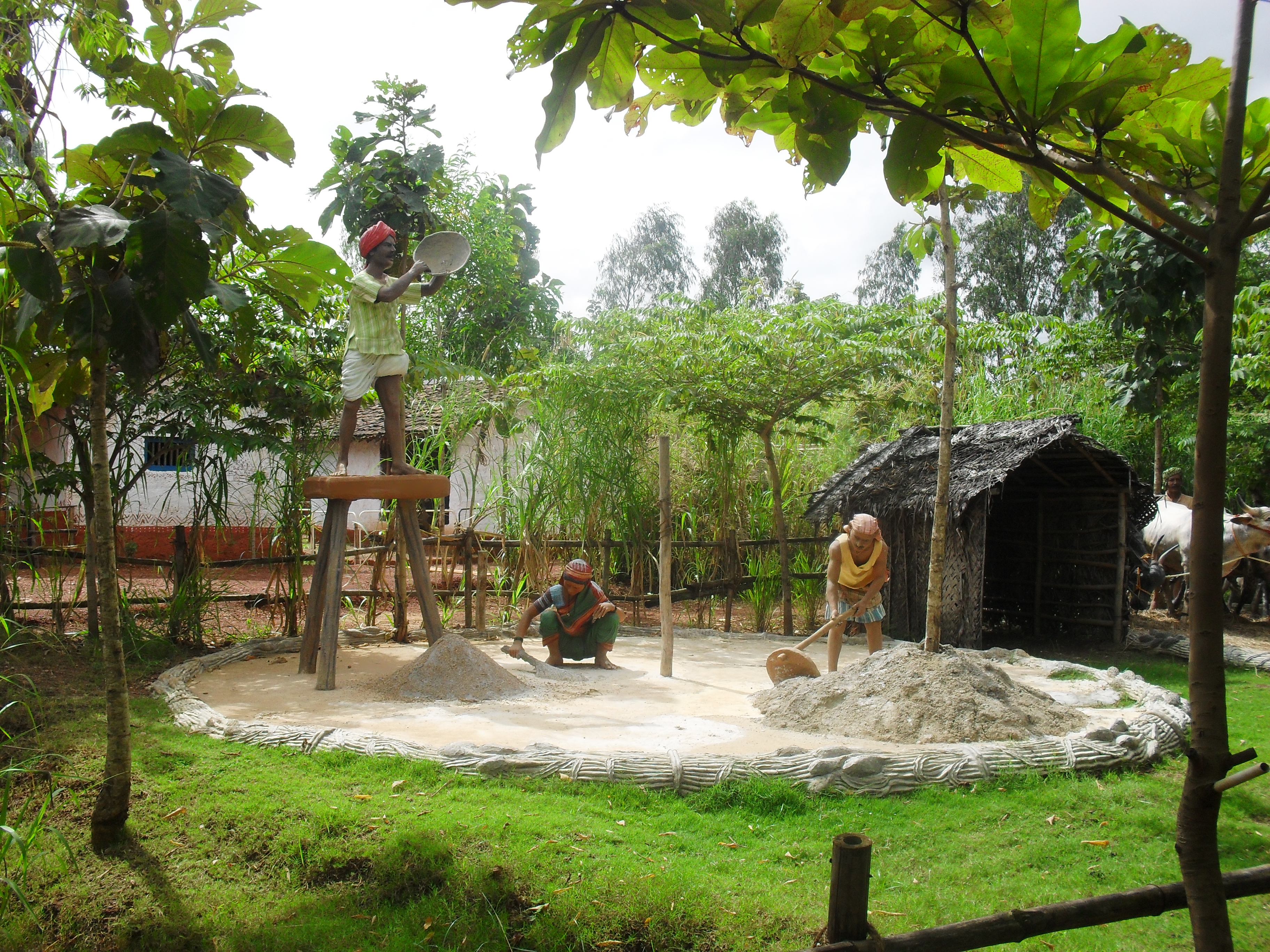 Tradtionl Farming Methods to separate husk from the grains