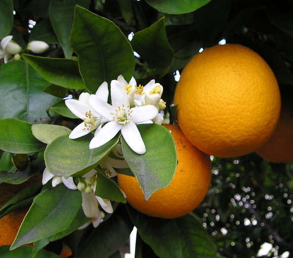 Citrus fruits. Citrus fruits.