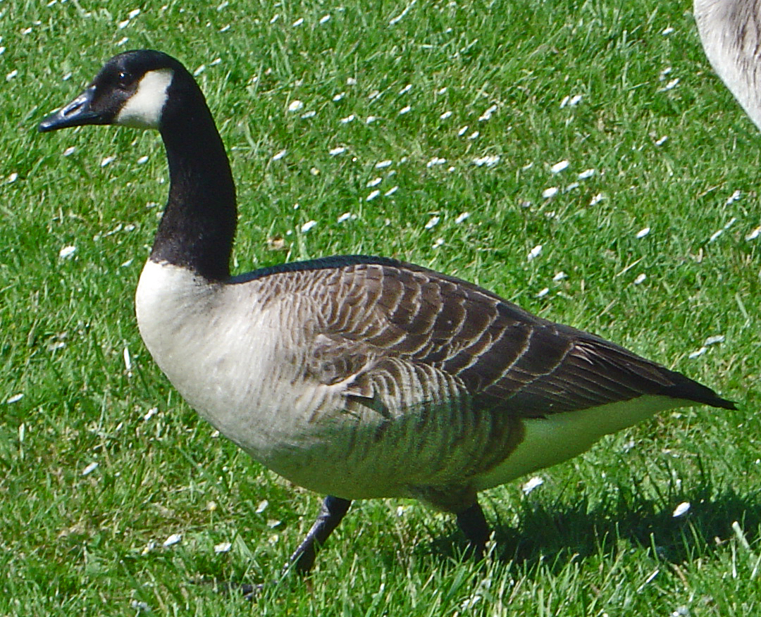 Canada Goose