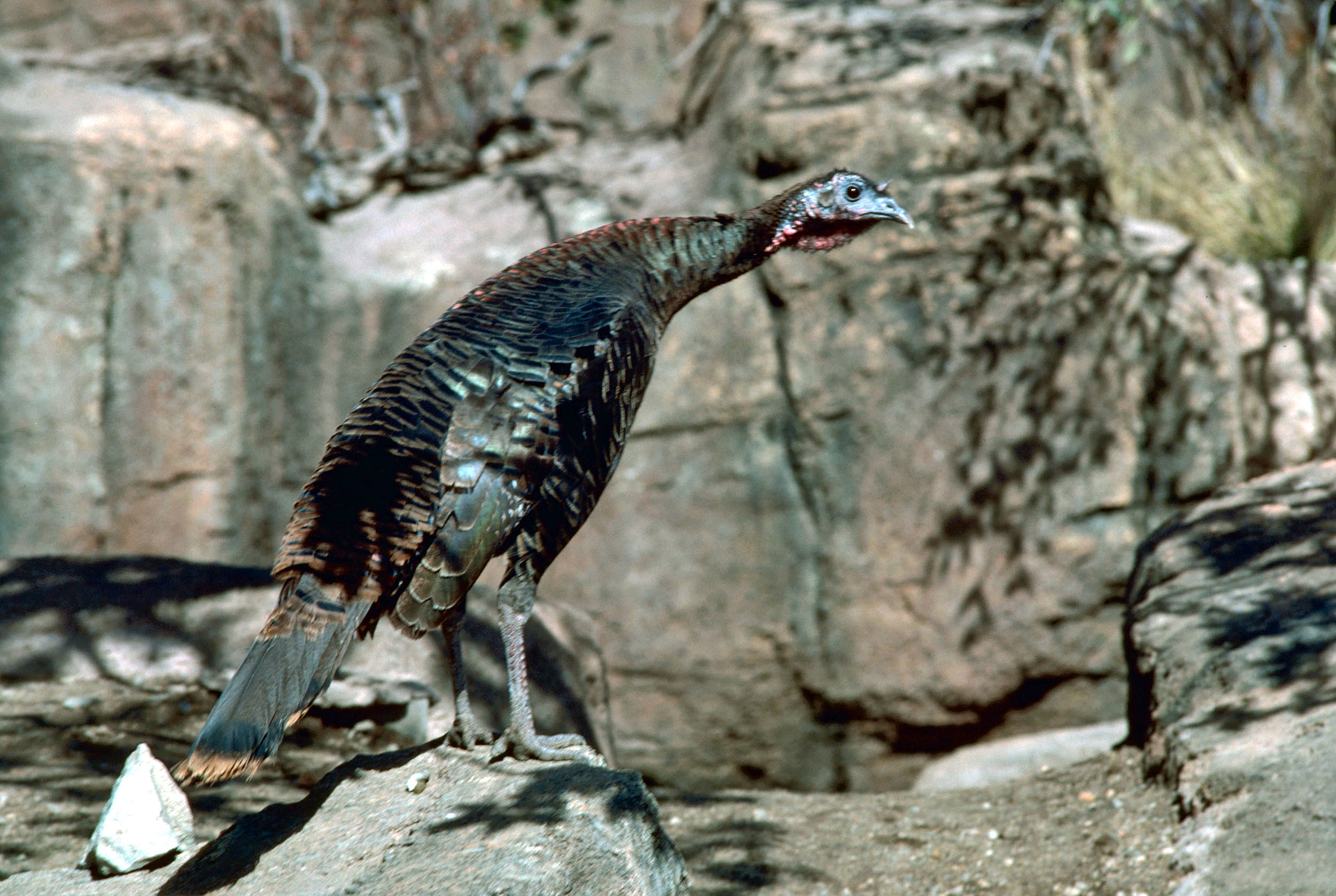 Wild Turkey