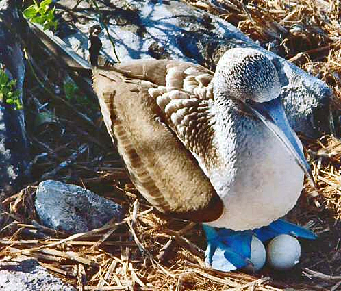 Blue-footed Booby