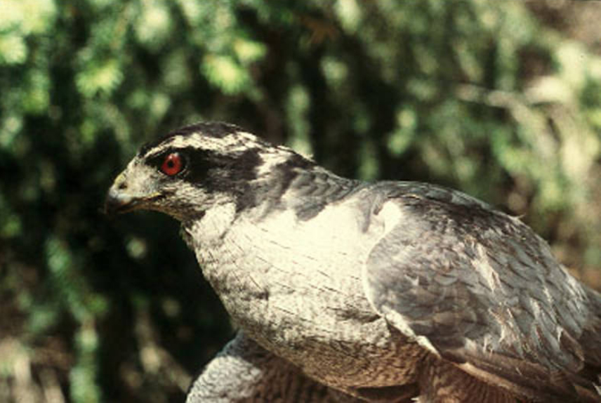Northern Goshawk
