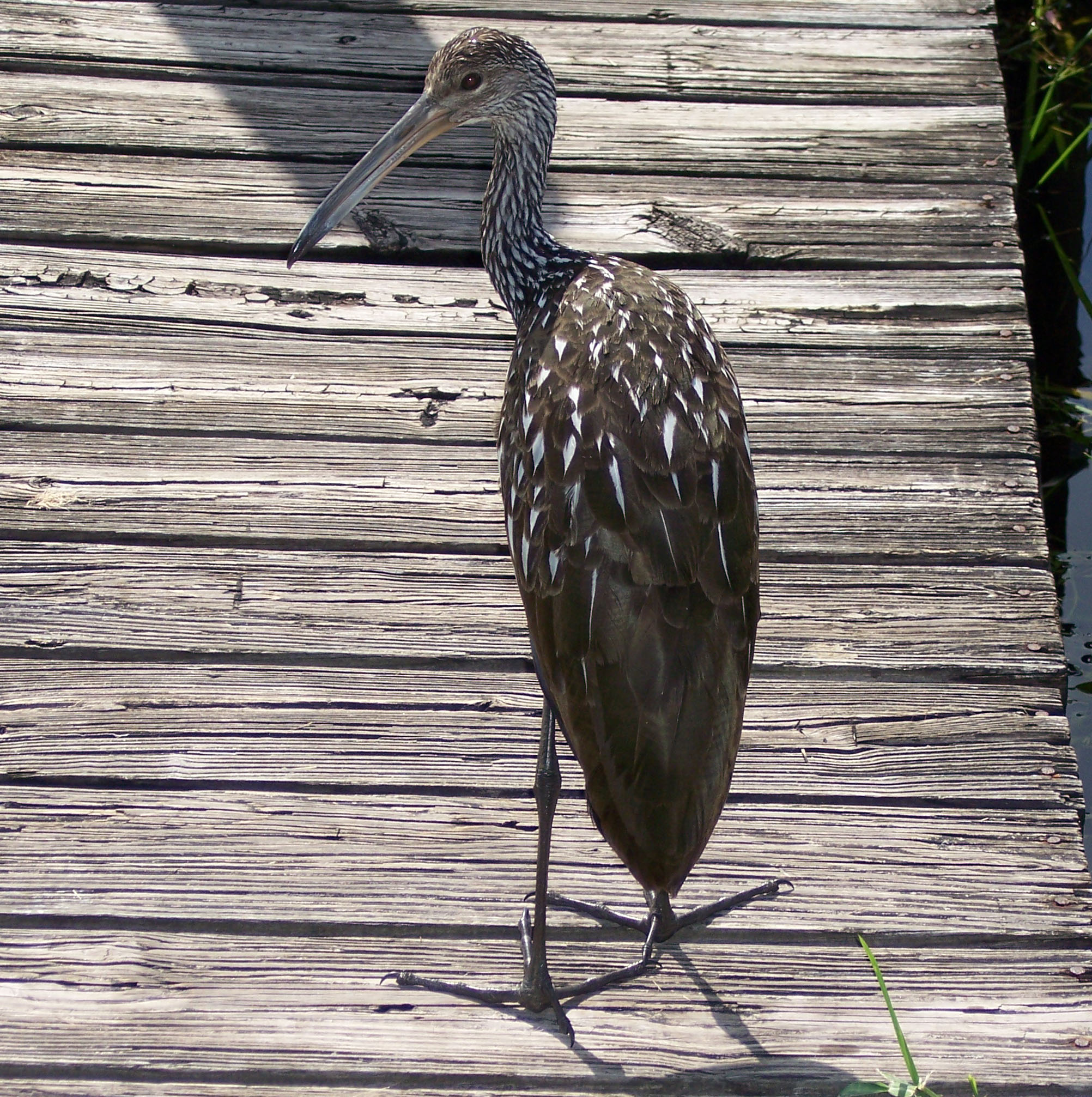 Limpkin