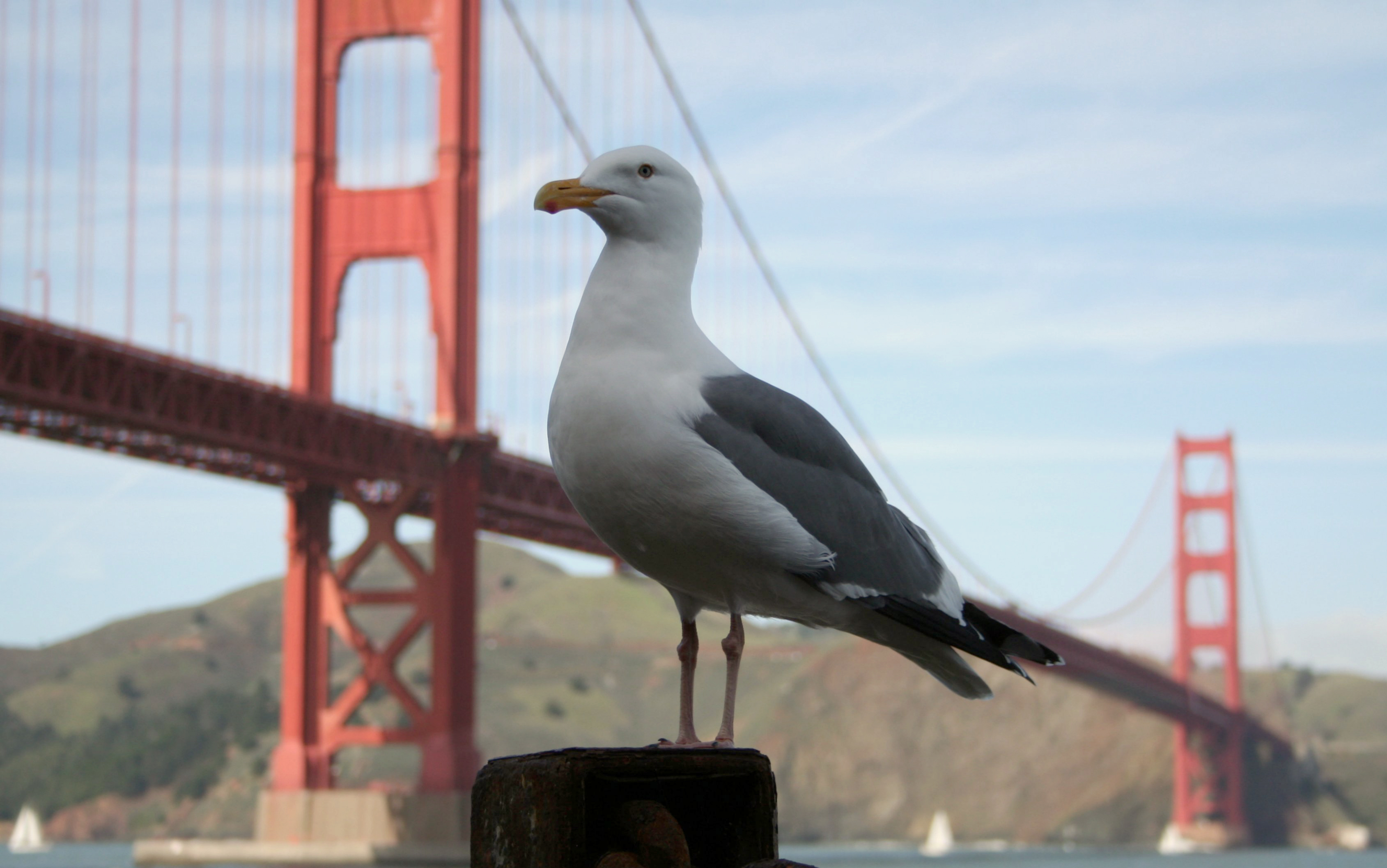 A Western Gull in front of the Golden Gate Bridge in San Francisco