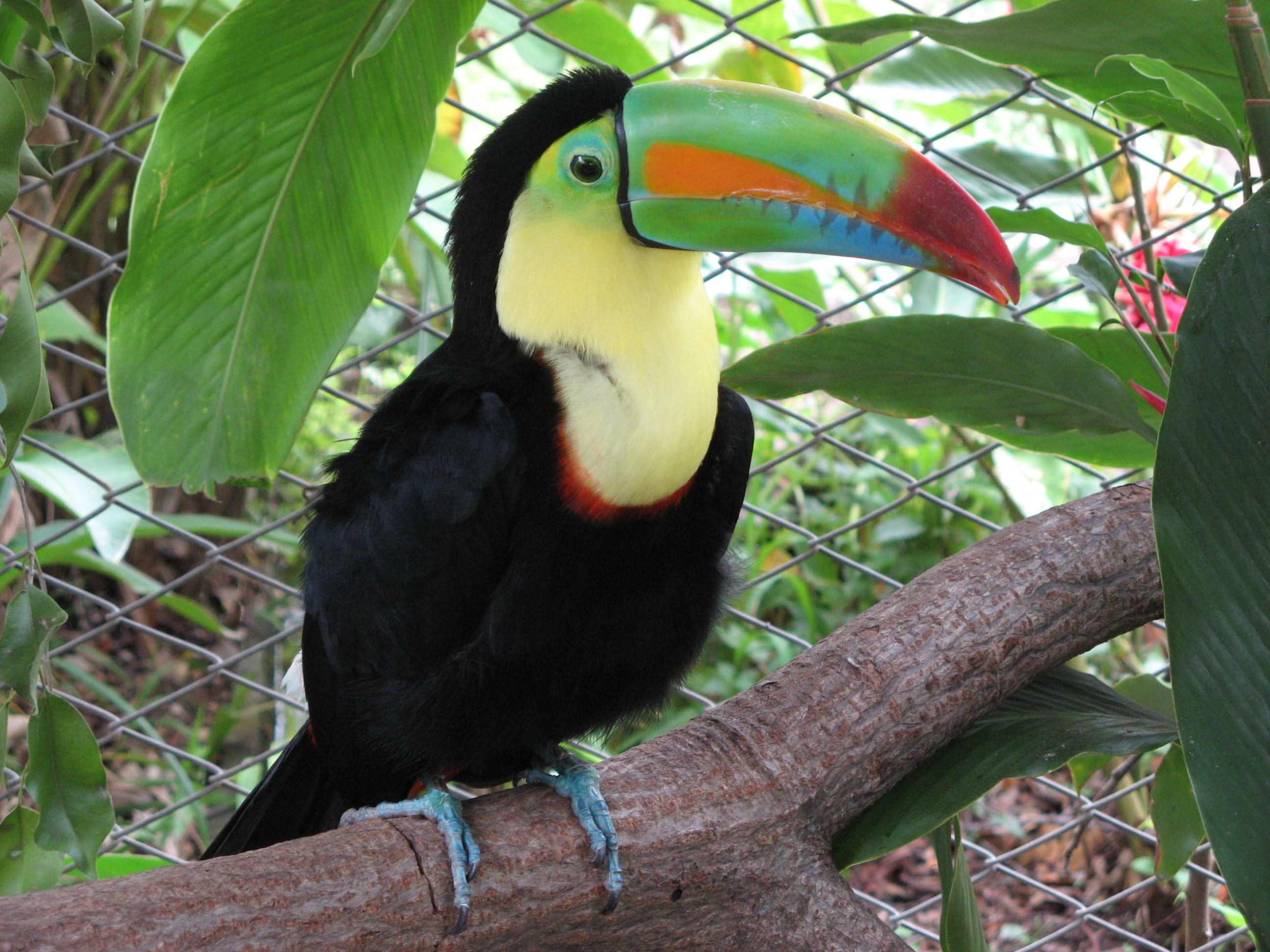 Keel-billed Toucan