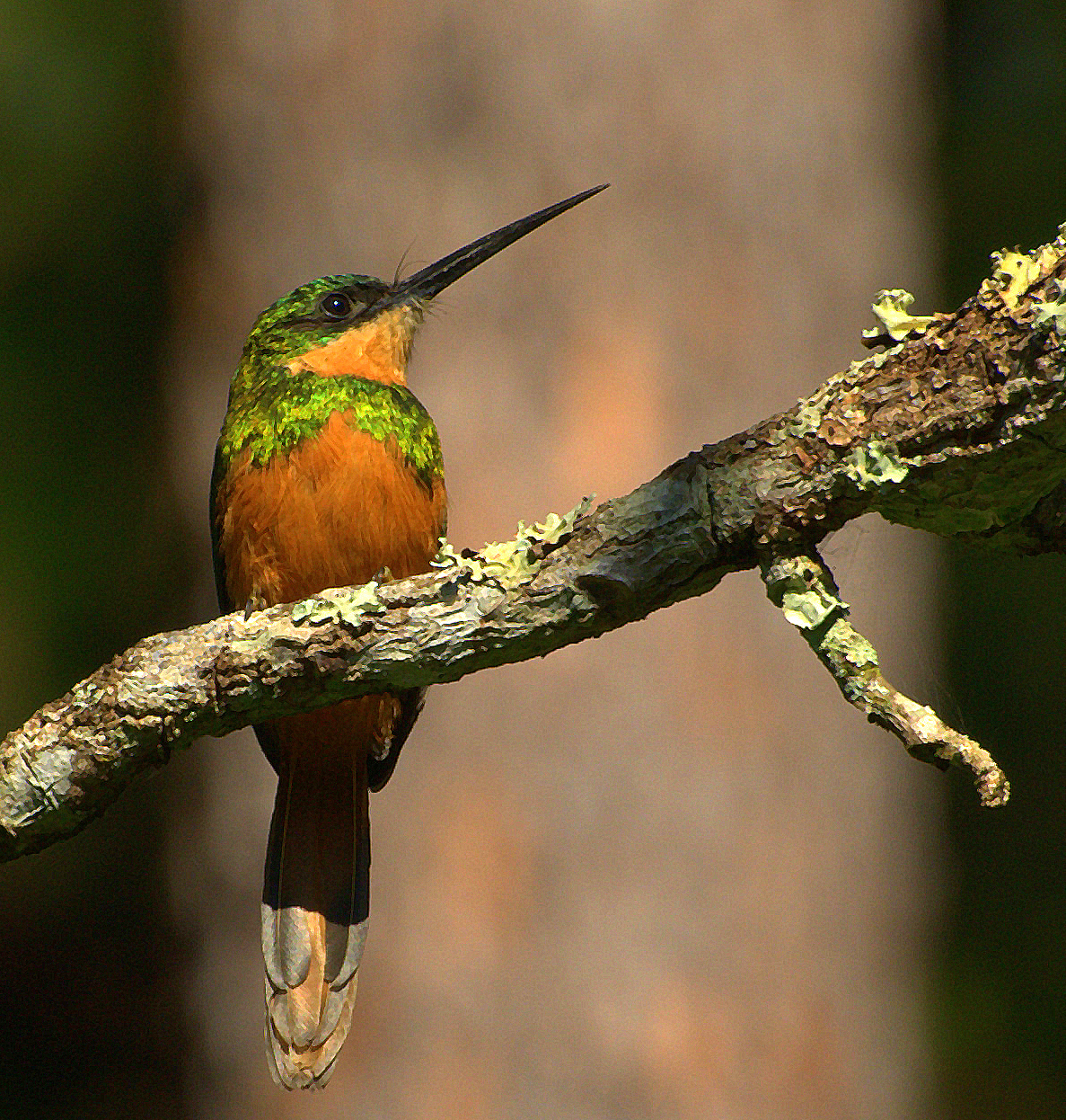 Rufous-tailed Jacamar