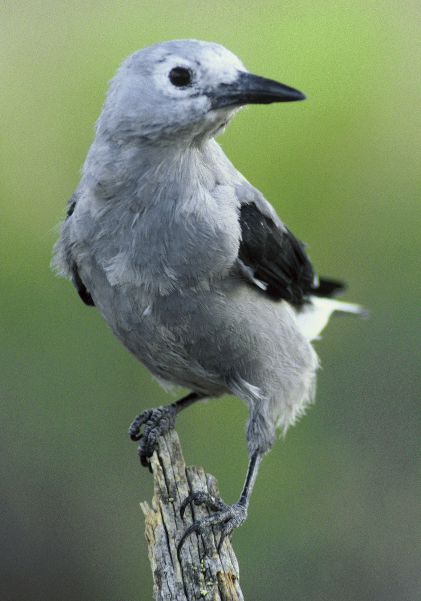 Clark's Nutcracker