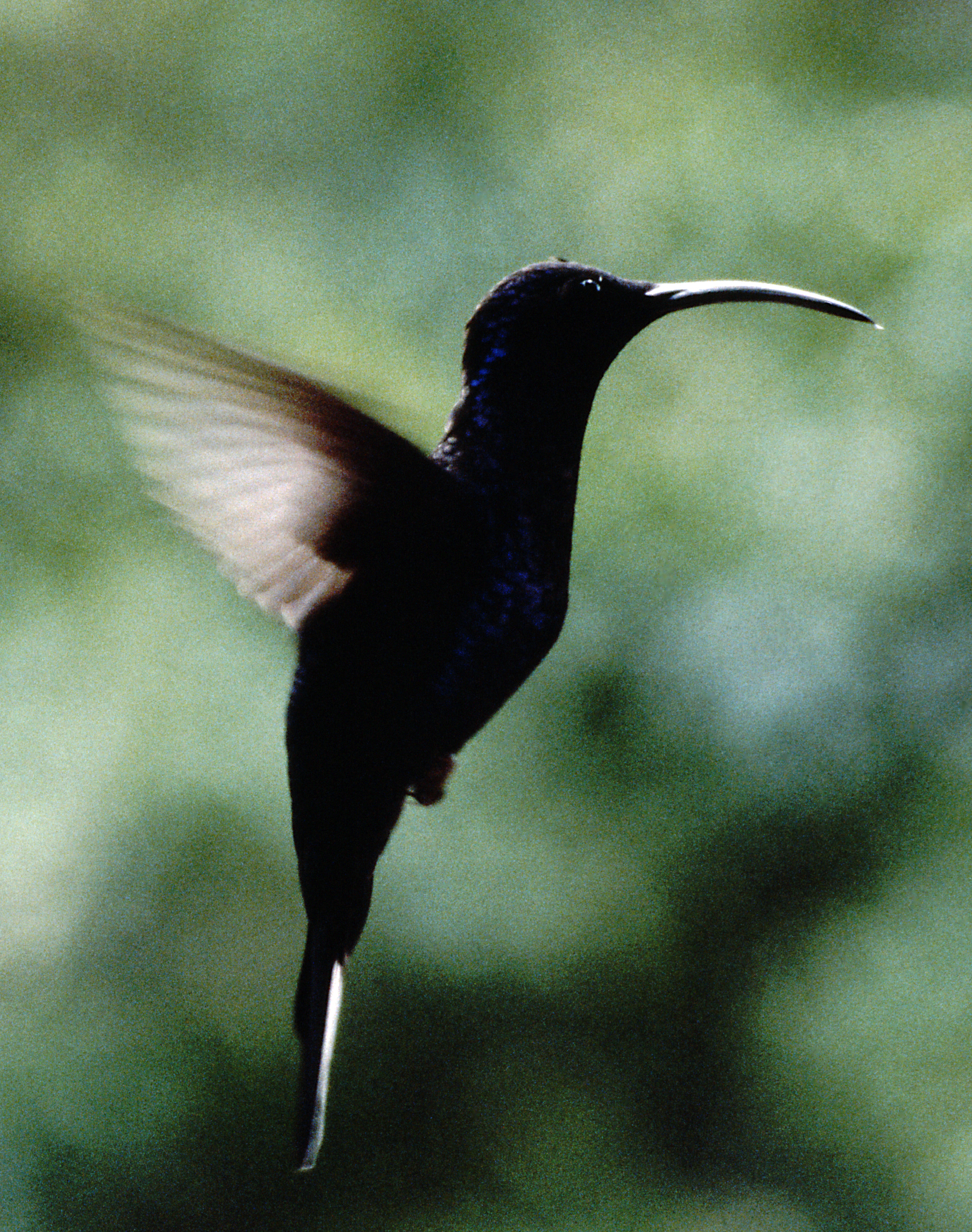 Male violet sabrewing Campylopterus hemileucurus Male violet sabrewing Campylopterus hemileucurus