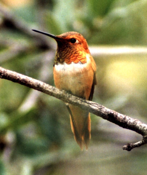 Male rufous hummingbird Selasphorus rufus