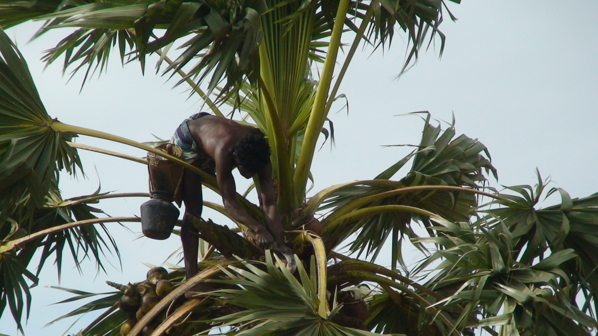 Palmrya climber in Tirunelveli district, Tamil Nadu