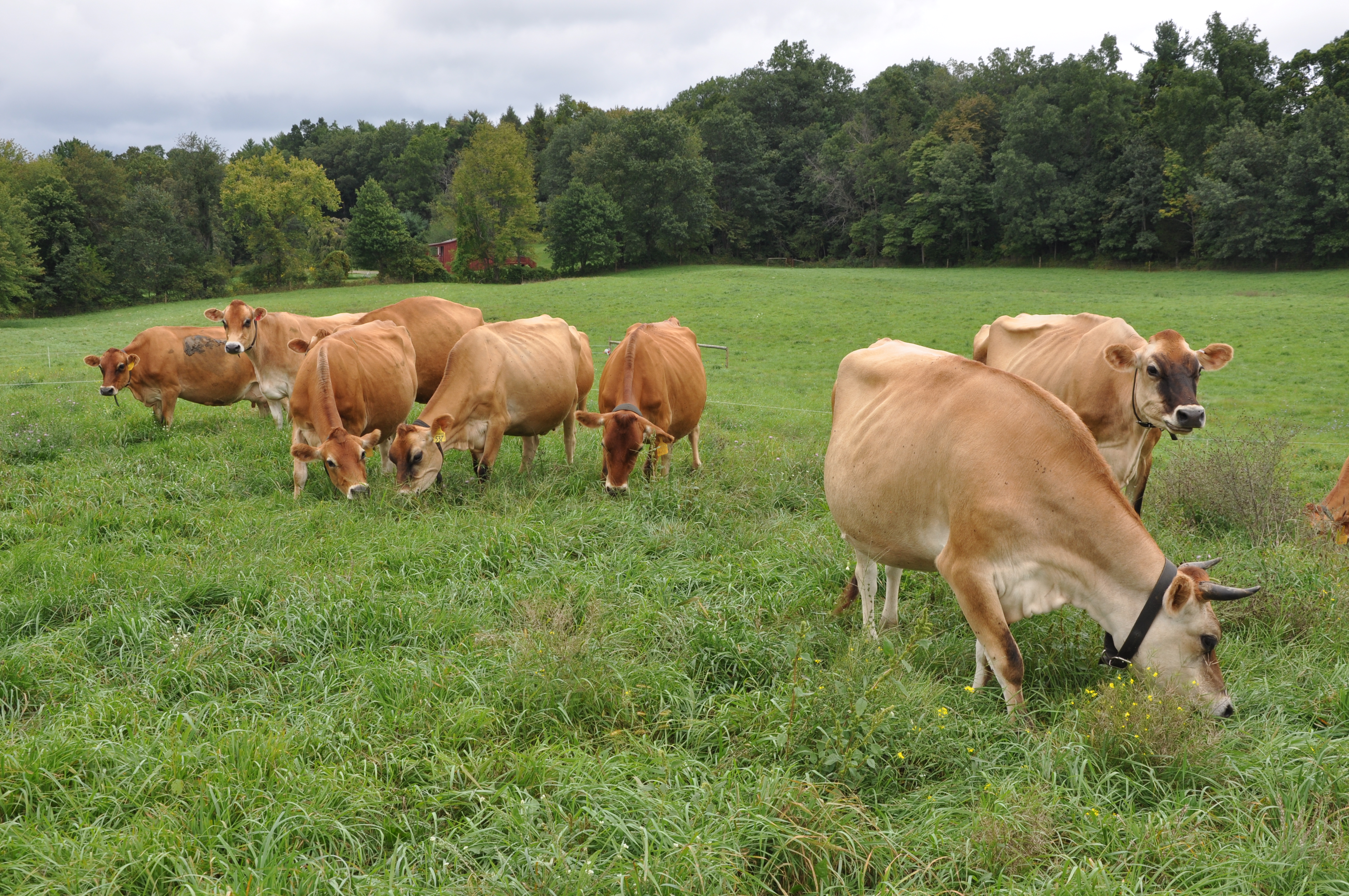 Jersey cattle eating grass in Grazin' Angus Acres farm in Ghent, NY. Jersey cattle eating grass in Grazin' Angus Acres farm in Ghent, NY.