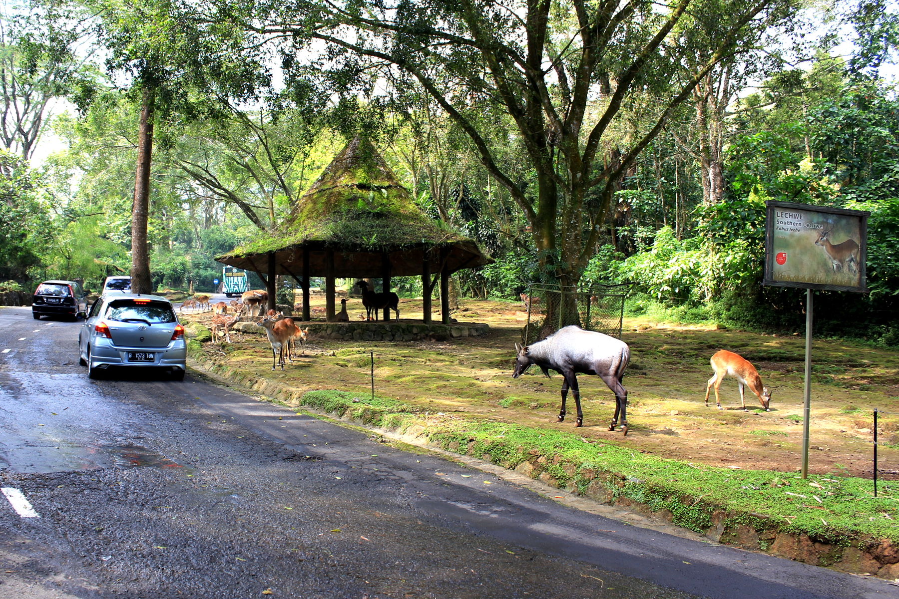 Safari Park Safari Park