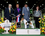 2013 Best in Show Winner, CRISPY LEGACY, Fox Terriers (Wire)