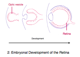 The convex stadium of the retina during evolution is mirrored in the embryonal development in form of the optic vesicle. The convex stadium of the retina during evolution is mirrored in the embryonal development in form of the optic vesicle.