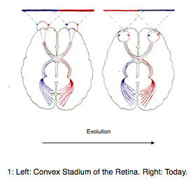 During evolution existed a convex stadium of the retina. During evolution existed a convex stadium of the retina.