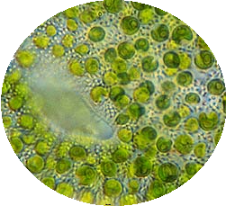 Chlorella, a genus of single-cell green algae now debunked as a cancer cure
