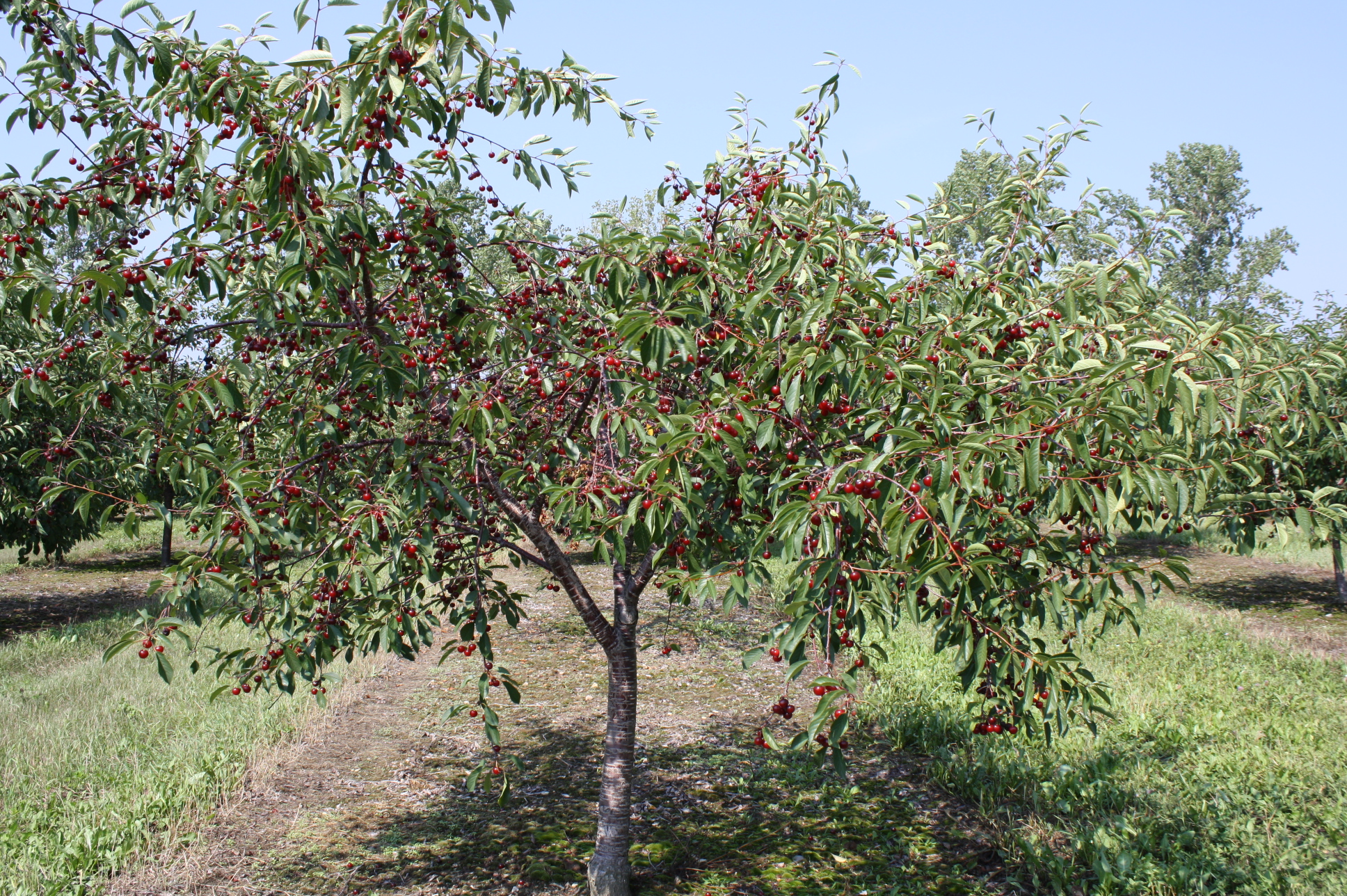 Wisconsin Cherry Trees