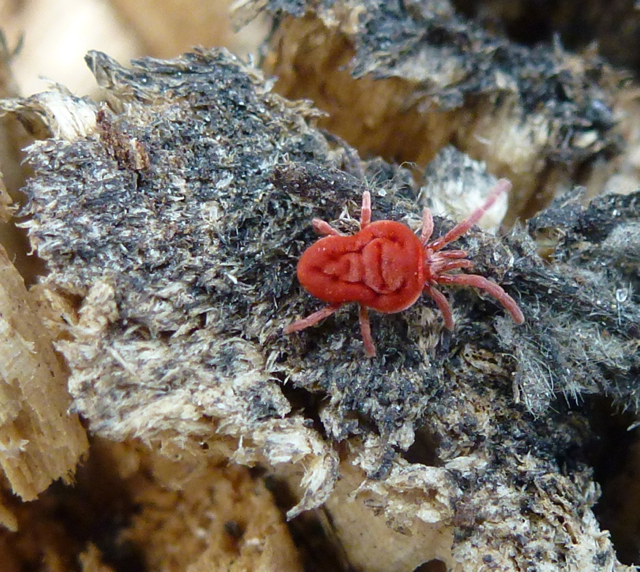 Velvet Mite (Trombidium holosericeum)