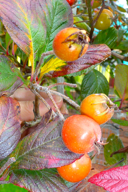 Later identified as, North American Hawthorn (Crataegus x lavallei)