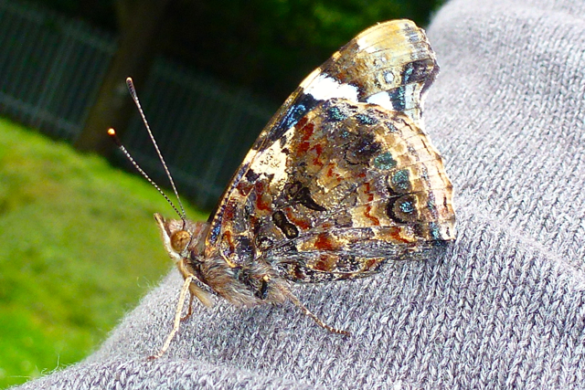 Red Admiral Butterfly (Vanessa atalanta)