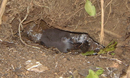 Audubon's shearwater chick, this species breeds on Tiger Cays off the Caribbean coast.