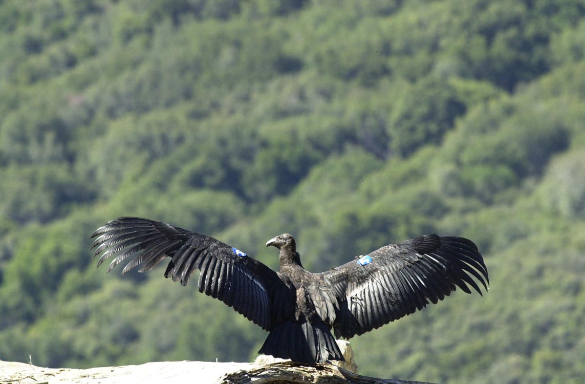 The California condor is one of North America's most endangered birds.