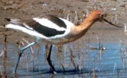 American avocet