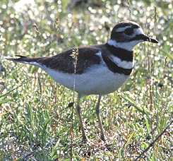 Killdeer