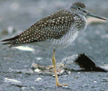 Greater yellowlegs