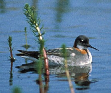 Red-necked phalarope