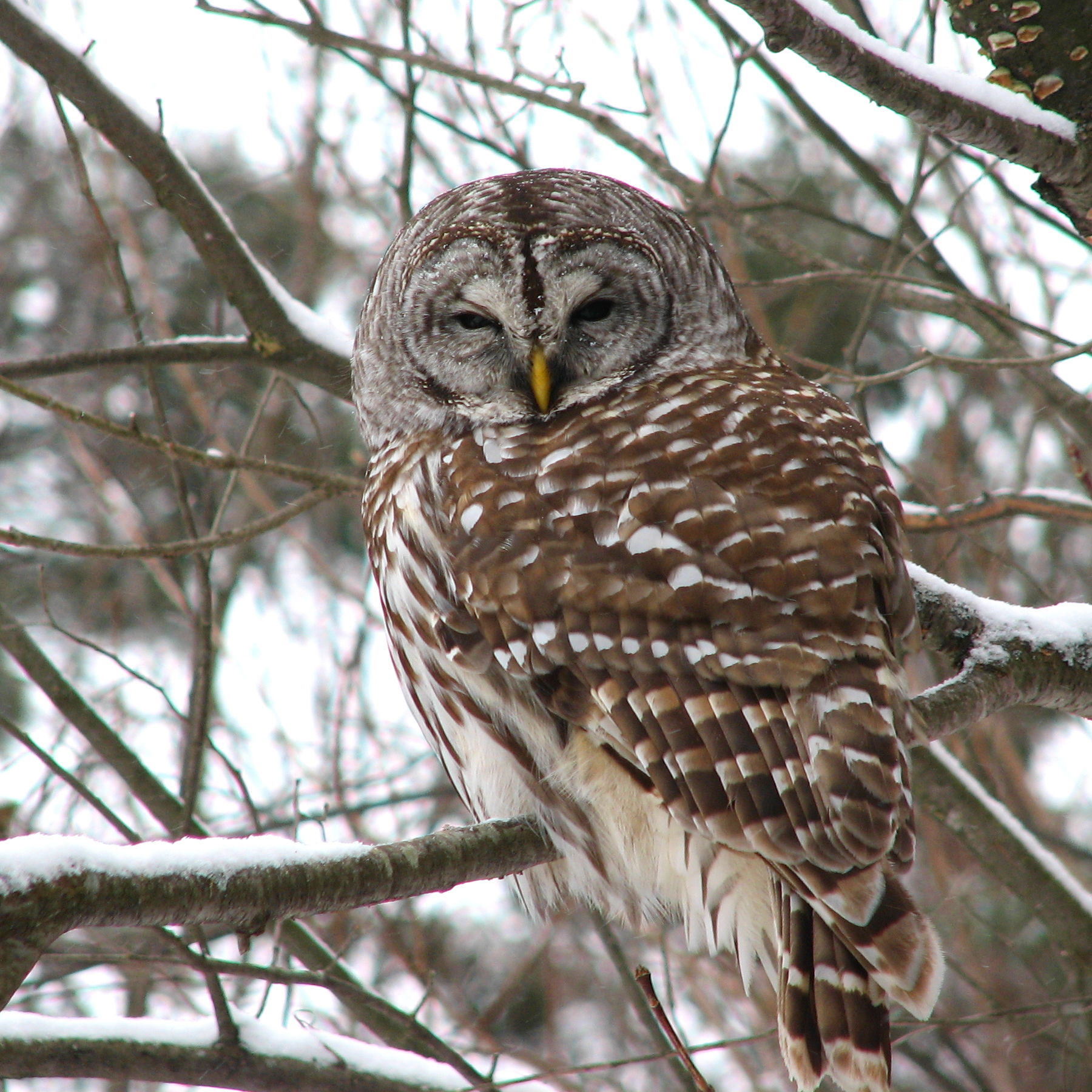 Barred owl