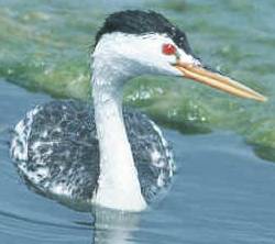 Clark's grebe