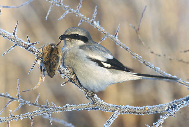 Northern shrike