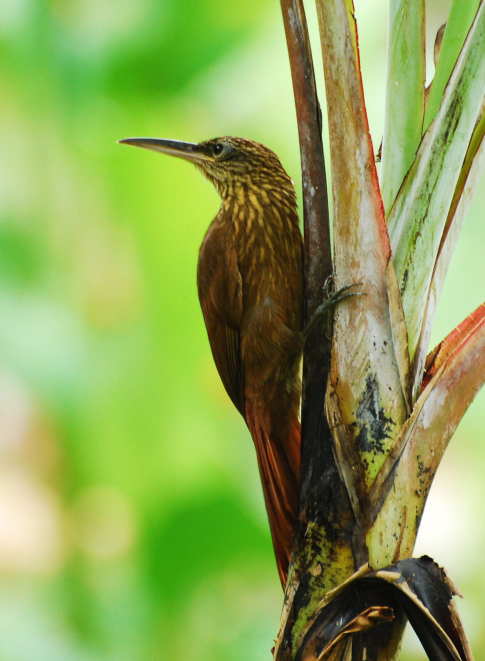 Cocoa woodcreeper