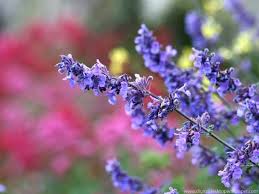 Example of the lavender grown throughout the whole garden.