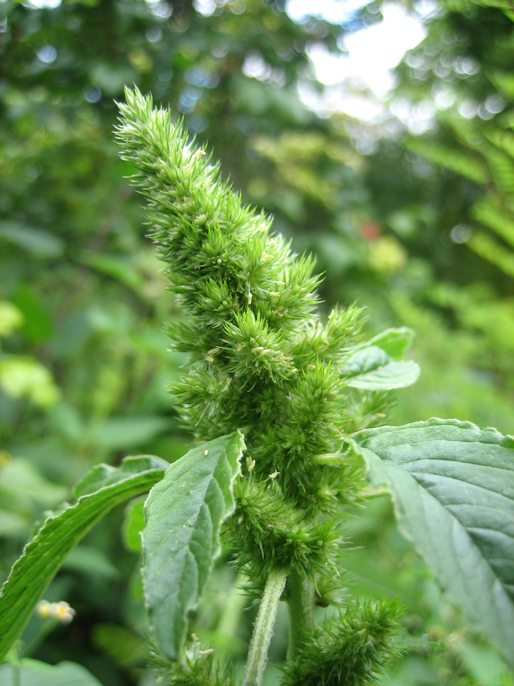 The Common Amaranth, after which the organisation takes its name, a plant synonymous with immortality.