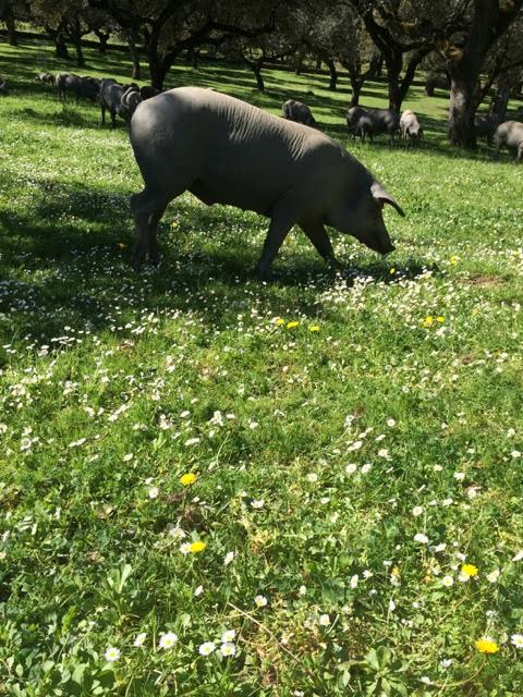 Cerdo ibérico