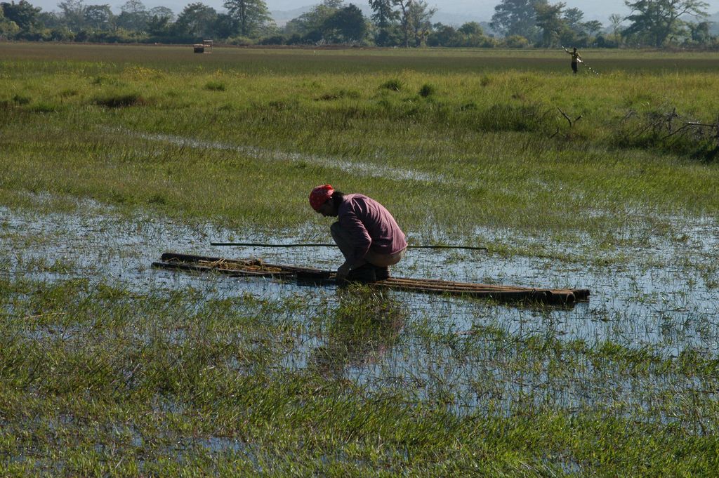 Collecting_aquatic_plants_in_a_lake_in_Myanmar.jpg