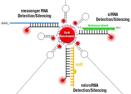 Universal gene silencing tool based on gold nanoparticles functionalized with a fluorophore labeled hairpin-DNA – Gold nanobeacon (Au-nanobeacon) – that effectively detects and silences the specific target (siRNA, miRNA or gene specific mRNA) while simultaneously signalling its action via fluorescence emission in cancer cells.