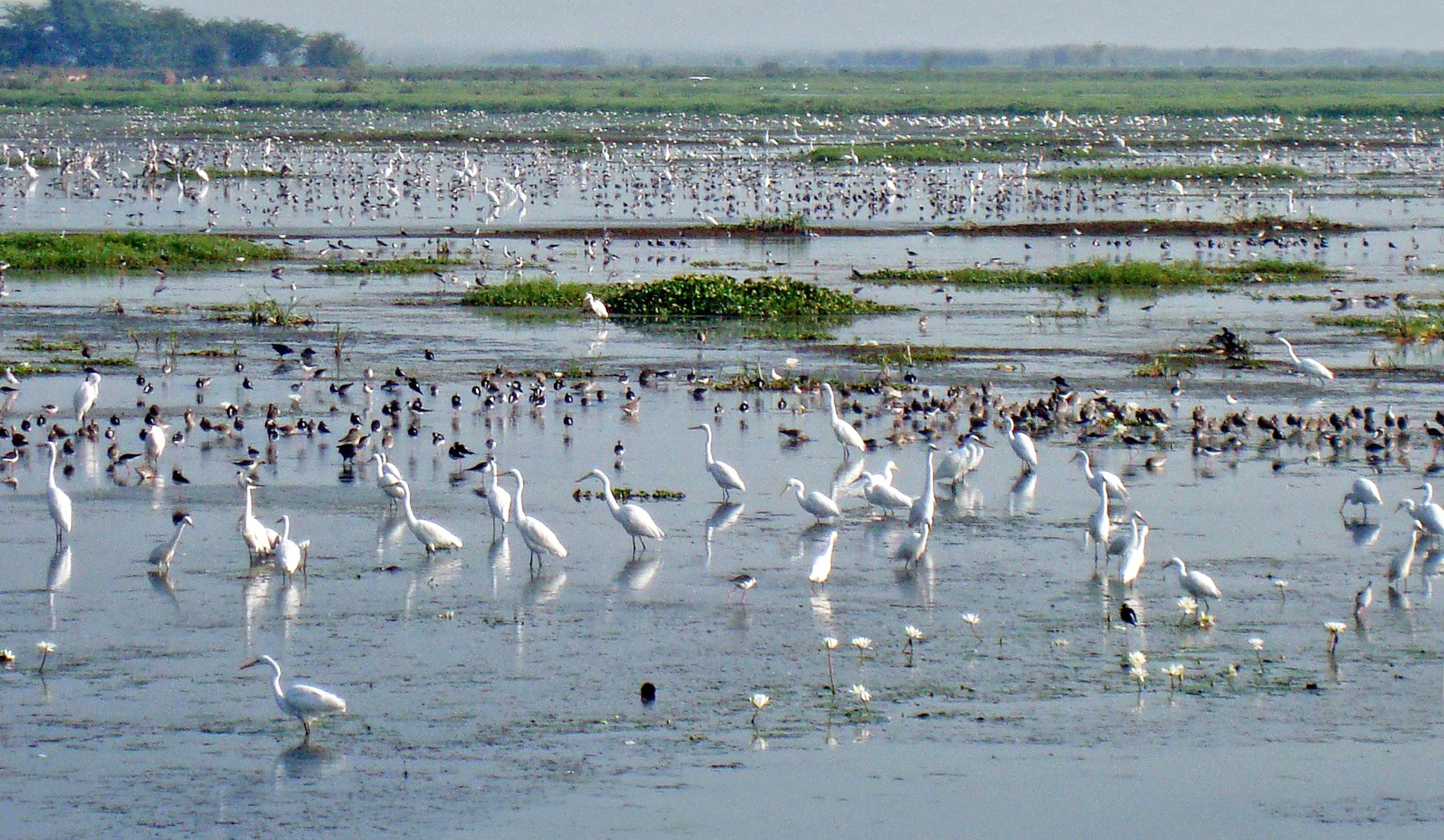 Birds at Kolleru lake in the month of January
