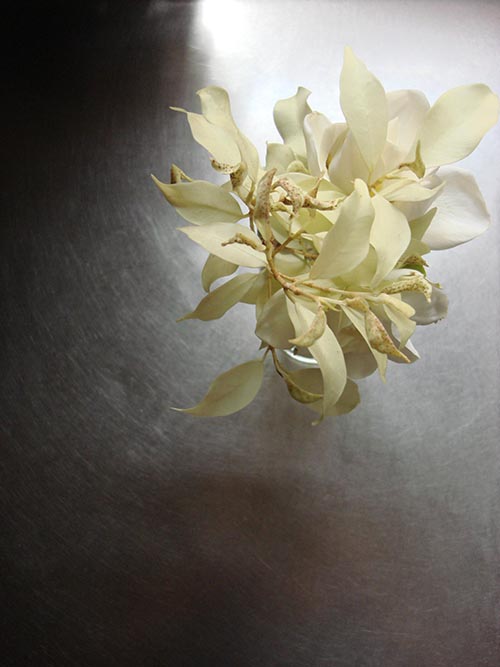 Marcela Cernadas. Still life on steel