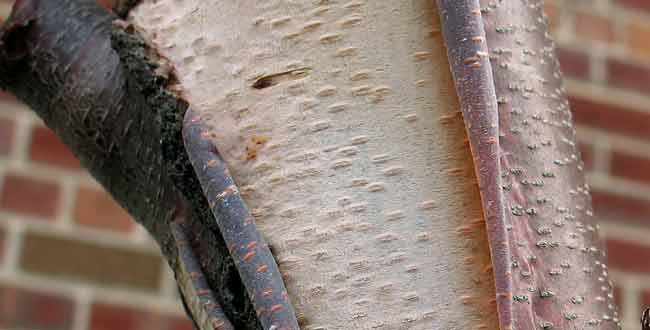 Peeling bark and horizontal lenticels Peeling bark and horizontal lenticels