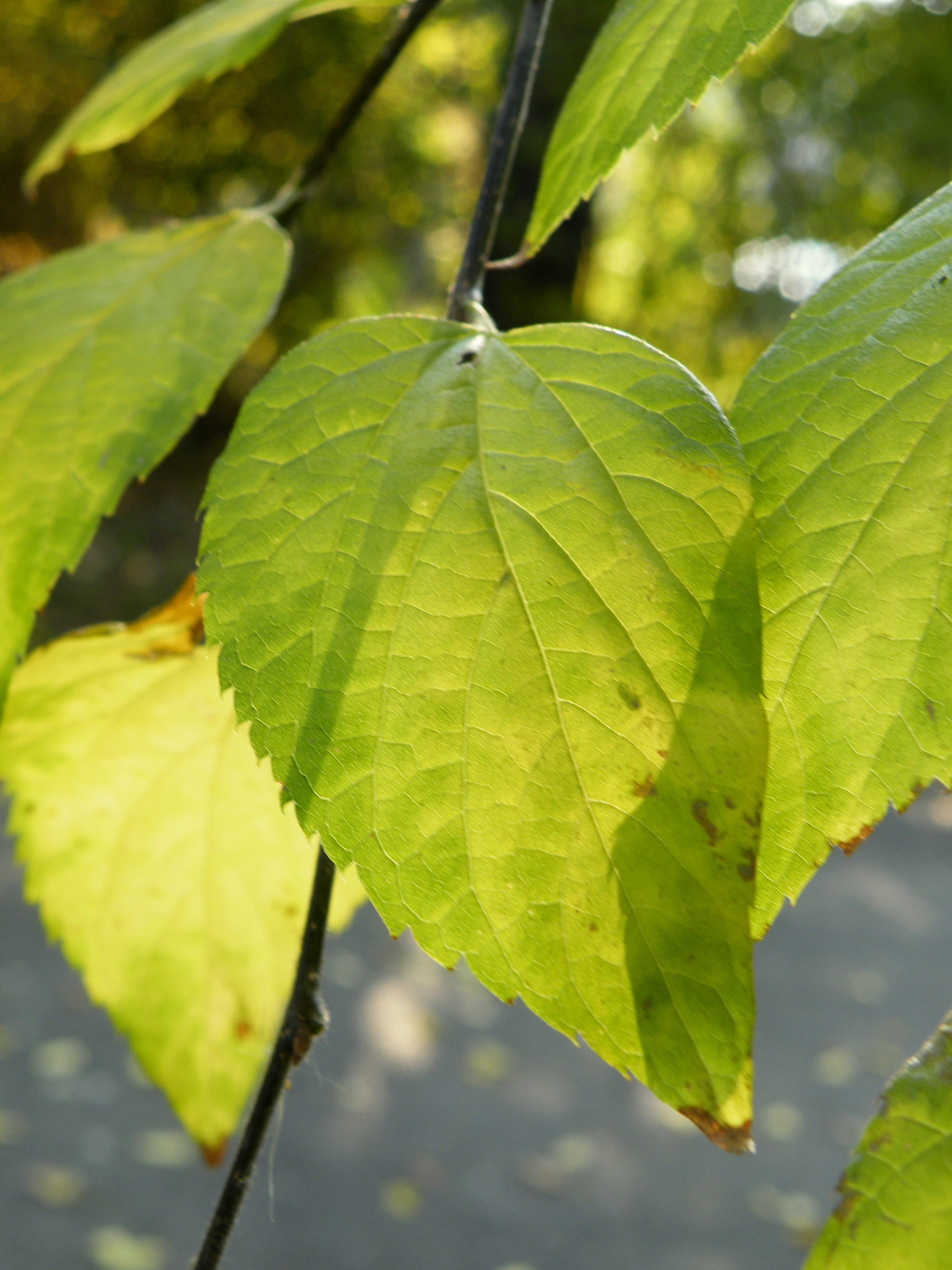 Plinervy leaf venation of Celtis occidentalis. (Three main veins radiating from the base of the leaf to the margin) Plinervy leaf venation of Celtis occidentalis. (Three main veins radiating from the base of the leaf to the margin)