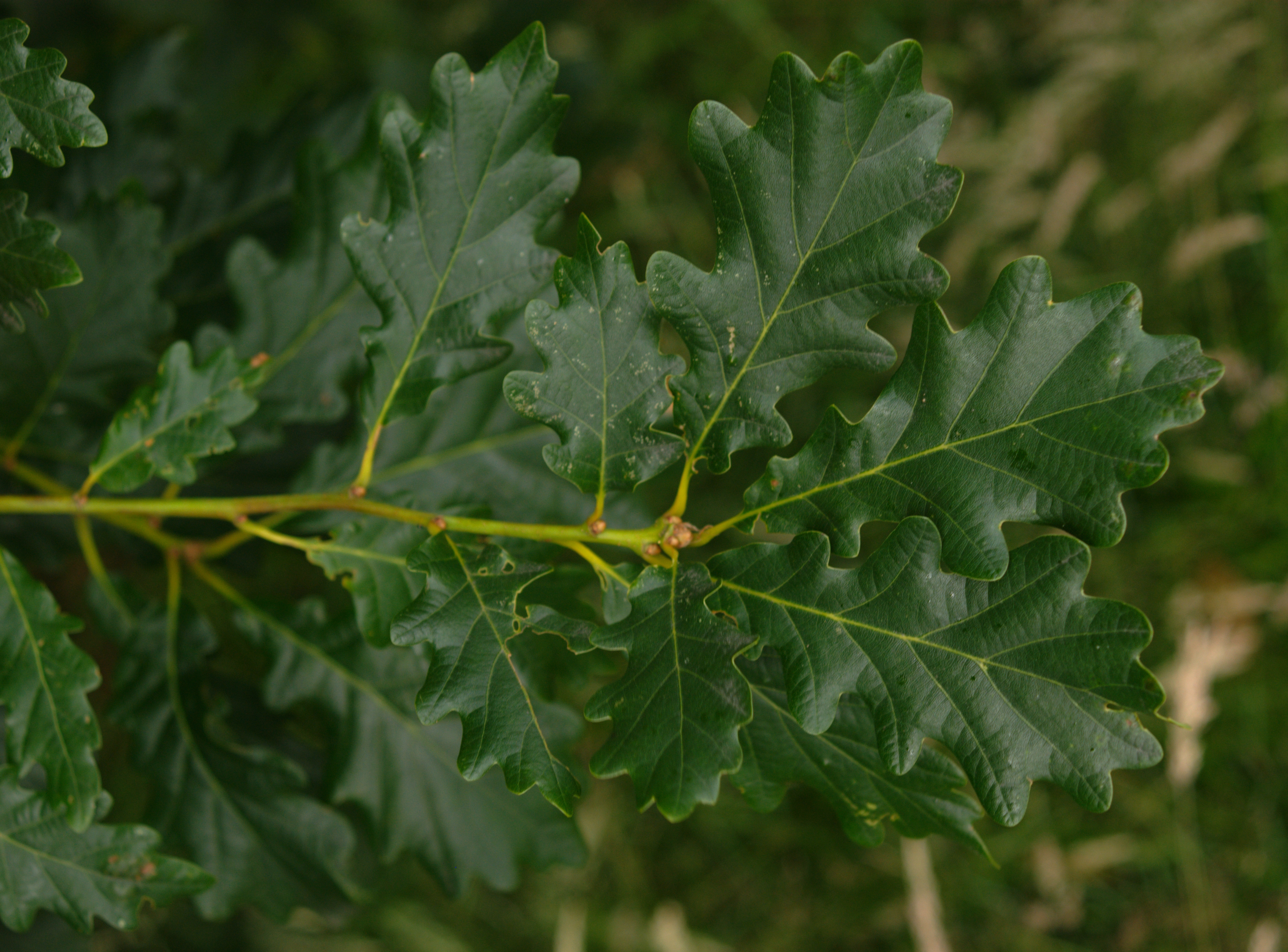 Heavily lobed and clustered on the tip of the branch.